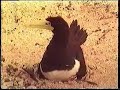 Scuba dive the Coral Sea, Great Barrier Reef 1989 Scuba dive the Coral Sea, Great Barrier Reef 1989