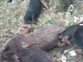 hunters sokolovo