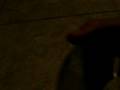 videos de buy my cds plzzz