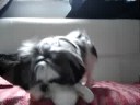 Shit-tzu - Vicky