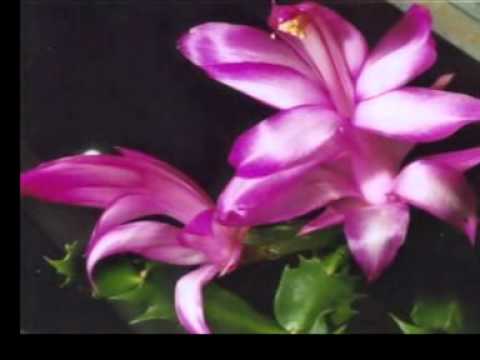 how to care for zygocactus