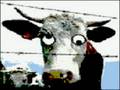Mad Cow Disease