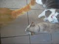 Repas des chats