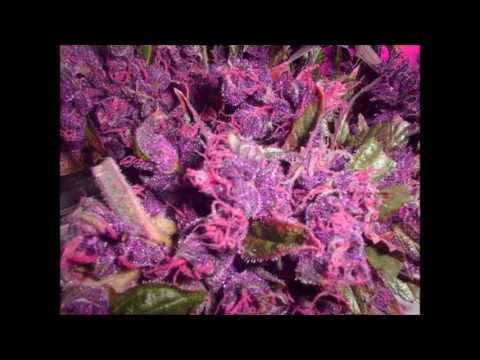 how to grow exotic weed