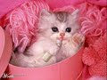 Caturday VI