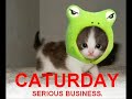 Caturday VI