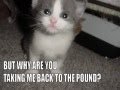 Caturday VI