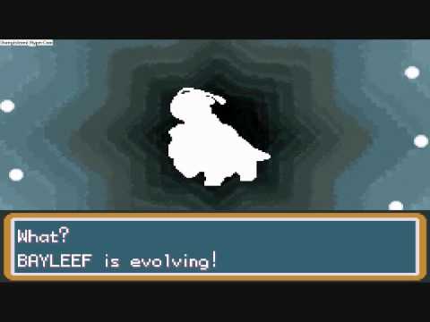 bayleef