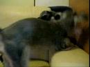 Sweetie Ko Charly Ko Plumpy Ko ???