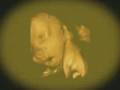 Baby Kaden @ 28 weeks  12/27/07