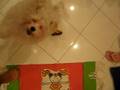 videos de Maltes meek