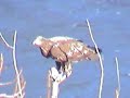 Bald Eagles Cohoes NY-The Samples 