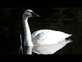 Bert Kaempfert - Happy Trumpeter