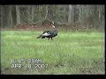 First turkey bowhunt