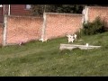 Bulldog Ingles VS Globo - Zeus Bulldogs