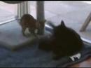 L7 tribute!  Shingo the Bengal kitten vs. Jett the black cat