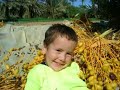 alnif