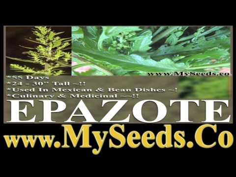 how to harvest epazote