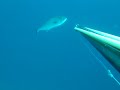 pelagici pelagici