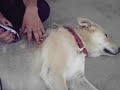 pheona being shaved