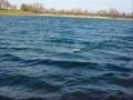 Intercepter 650 Race (onboardcam) Intercepter 650 Race (onboardcam)