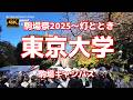 【街ブラ4K】【東京大学「駒場祭」2025～灯ととき】【日本一の大学の学園祭〜駒場キャンパス】【歴史を感じさせる建築物が多数】【黄葉が美しい銀杏並木】
