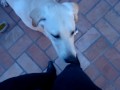 Fefucho