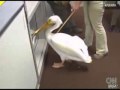Pelican Nutshot Live on CNN - Right in the *