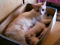 fuchagis family vol 93