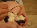 Hudson - use bunny burrito to give medicine