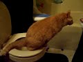 Cat Peeing