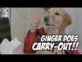 Wasabi and Ginger - golden retriever dog eats with hands