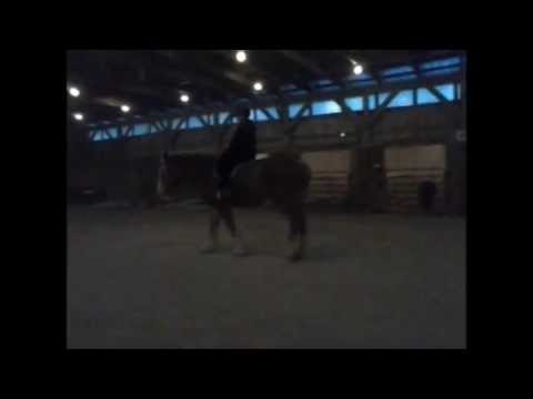 horses grand national