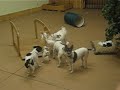 Little White Dog Day Little White Dog Day