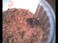 Brachypelma angustum Brachypelma angustum