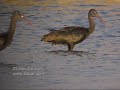 Glossy Ibis - מגלן חום