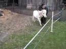 Spirit Loose Schooling