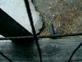Piglets play with the Goats