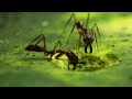 Trap-Jaw Ants - Amazing Video http://t.co/f4HC2fsH