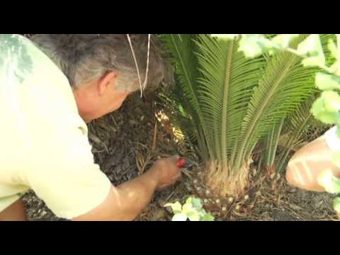 how to replant cycads