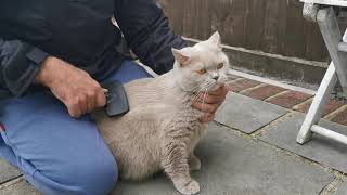 Cats - Brushing our British Shorthair Cat - Britney