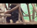 Gorilla and orang utan mothers and Babies.MP4