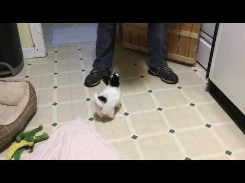 I M Looking For You Long Haired Chihuahua Puppy Dogs Puppies