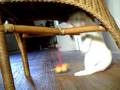 videos de kitten Cleo fights a hanging sponge