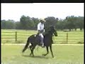 chalan-fidel-caballo-de-paso-peruano.html