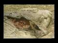 Tigress kills Huge Male Crocodile.