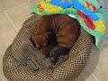 teckel dog giving birth to 3 puppies: day 1