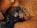 teckel dog giving birth to 3 puppies: day 1