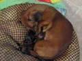 Teckel dog giving birth to 3 puppies: day 1
