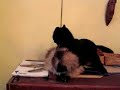 Grosses bagarres entre chats bourgeois Grosses bagarres entre chats bourgeois